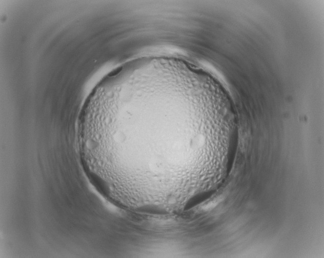 X0000073931103200609011828