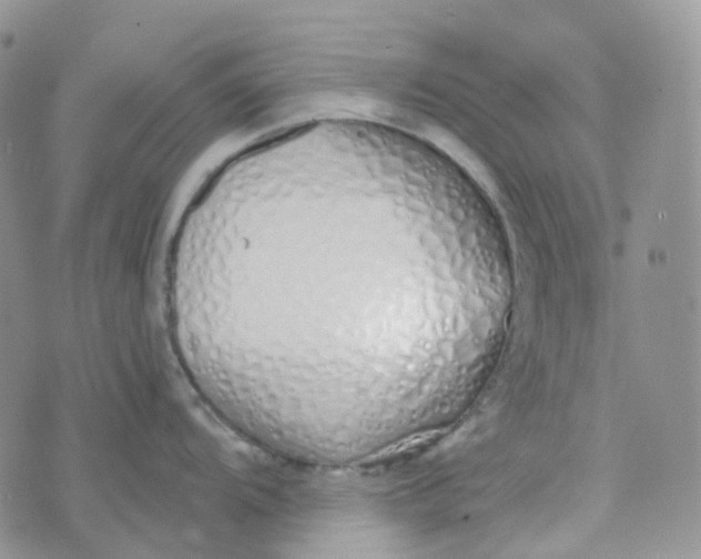 X0000073931104200609011828