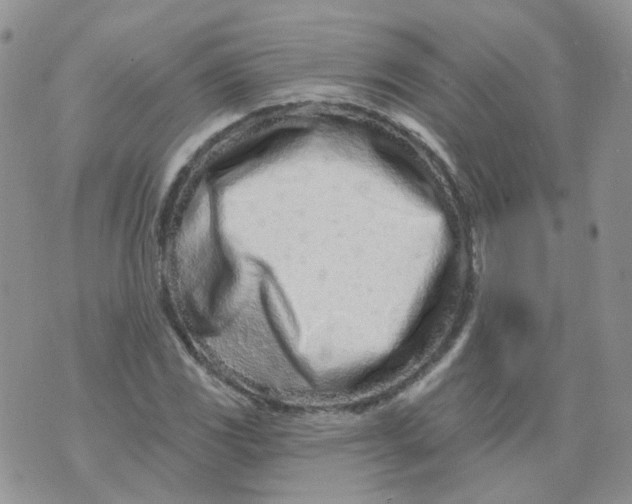 X0000073931117200609011827