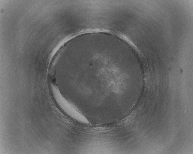 X0000073931173200609011827