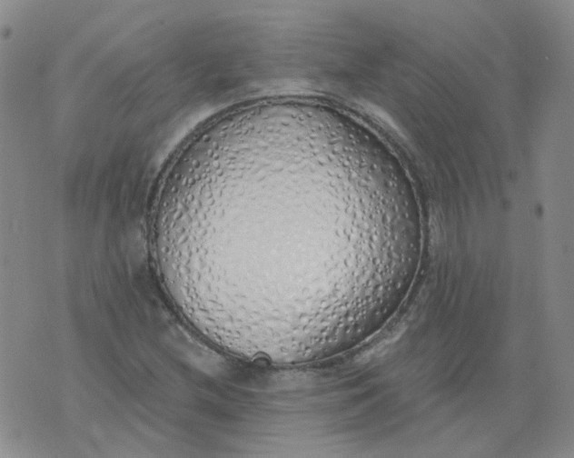 X0000073931212200609011826