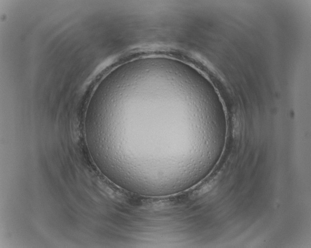 X0000073931213200609011826