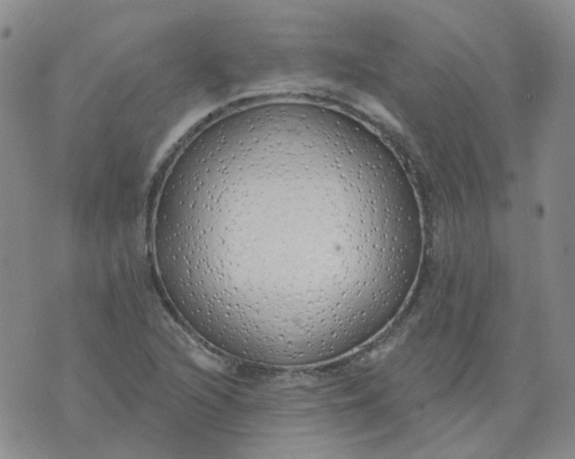 X0000073931216200609011826