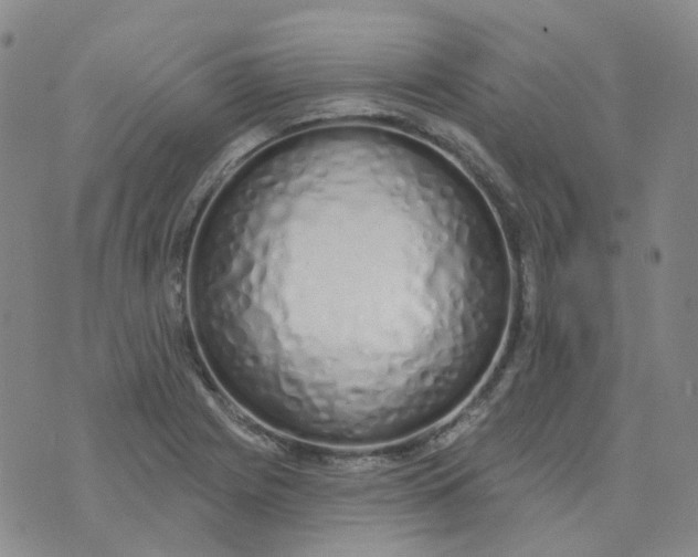 X0000073931225200609011826