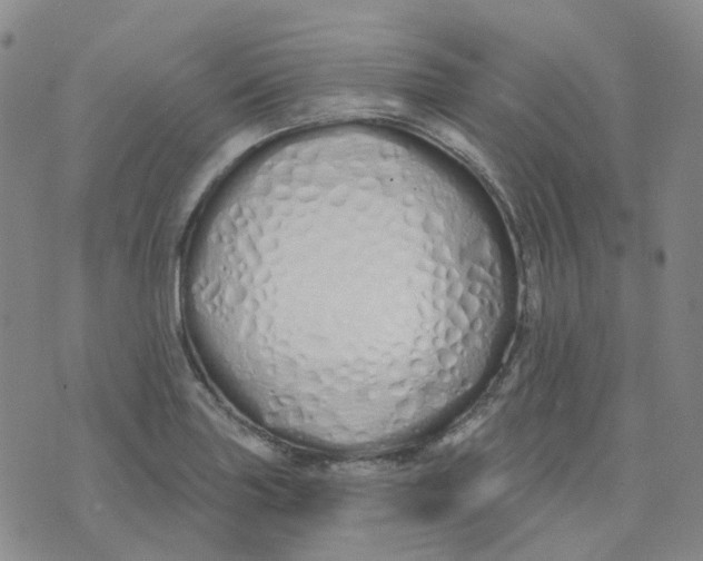 X0000073931227200609011826