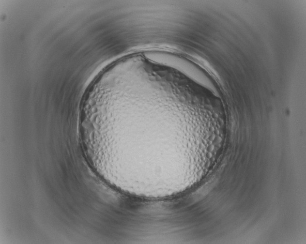 X0000073931228200609011826