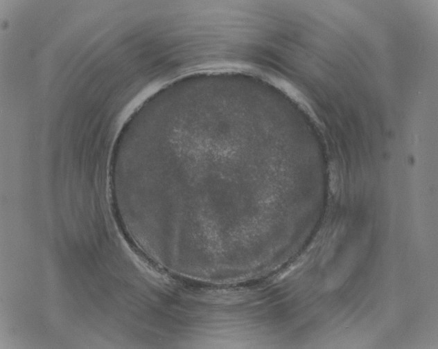 X0000073931229200609011826