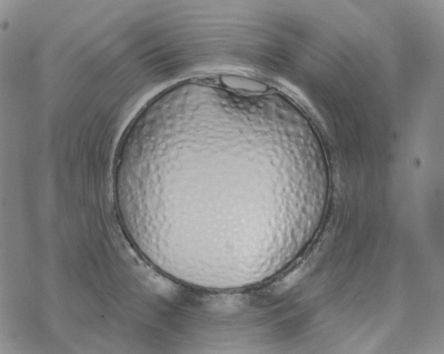 X0000073931236200609011826