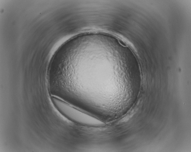 X0000073931239200609011826