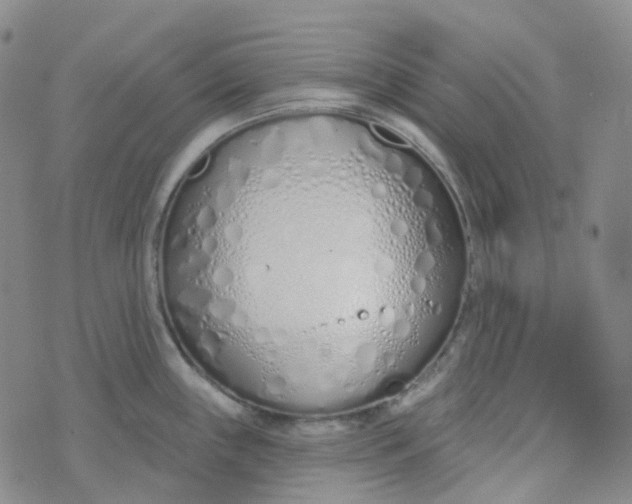 X0000073931243200609011826