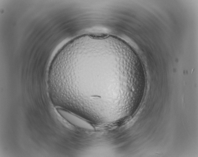 X0000073931248200609011826