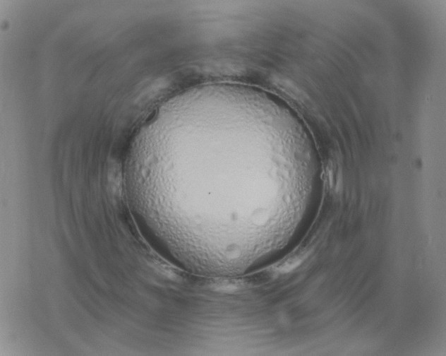 X0000073931251200609011825