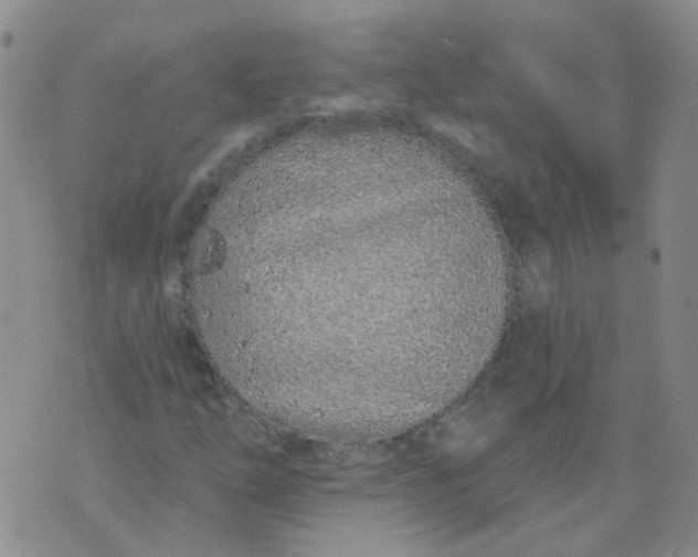 X0000073931254200609011825