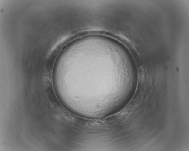 X0000073931255200609011825