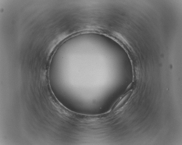 X0000073931260200609011825