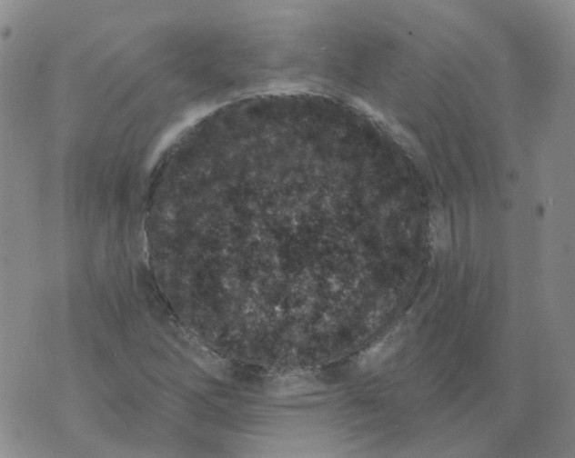 X0000073931262200609011825