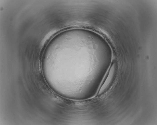 X0000073931267200609011825