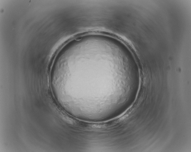 X0000073931271200609011825