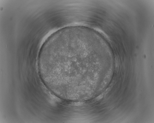 X0000073931278200609011825