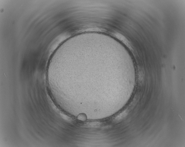 X0000073931282200609011825