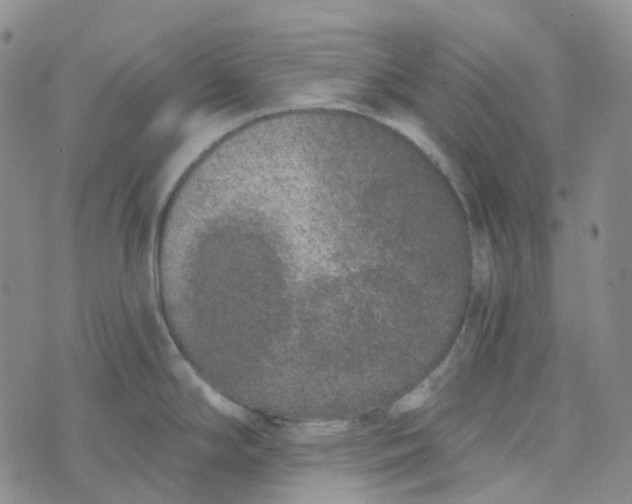 X0000073931294200609011825