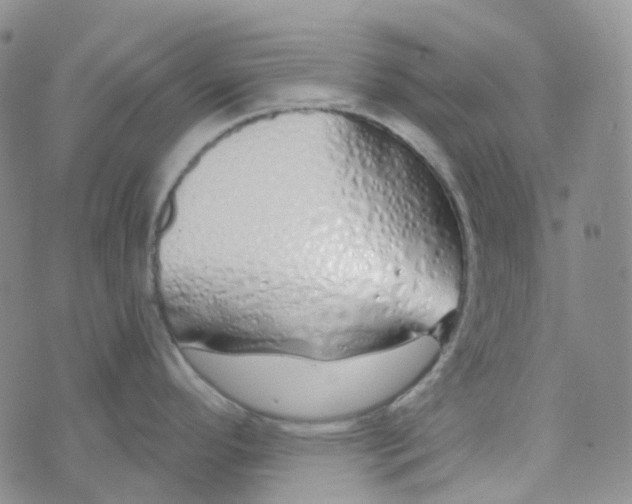 X0000073931296200609011825