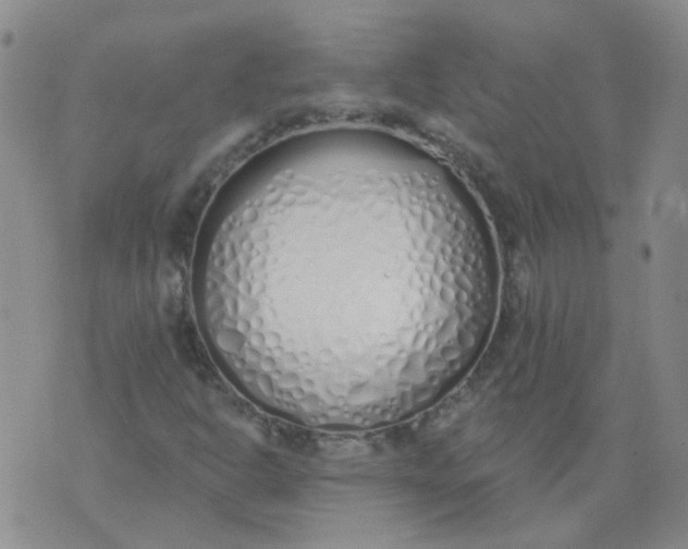 X0000073931302200609011824