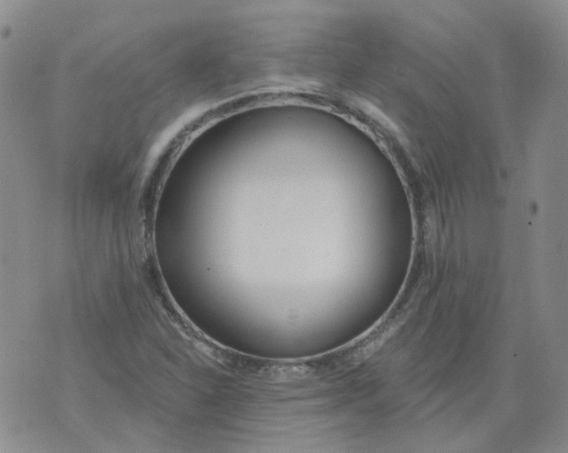 X0000073931310200609011824