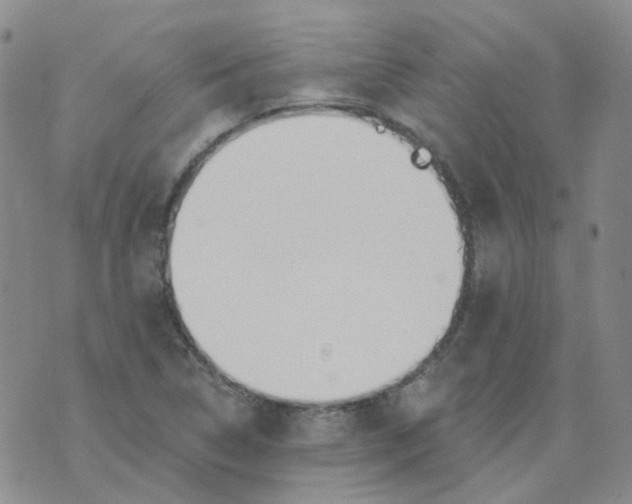 X0000073931314200609011824