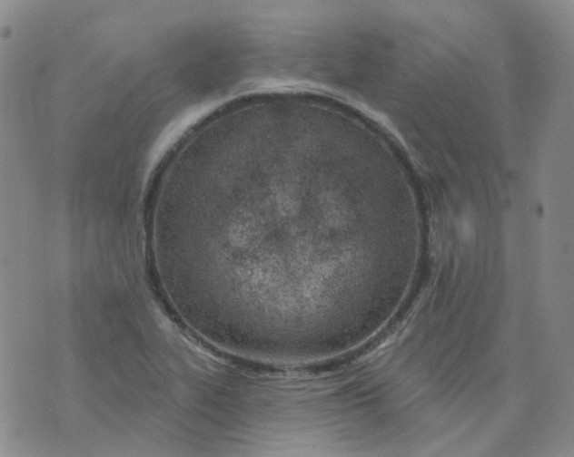 X0000073931319200609011824