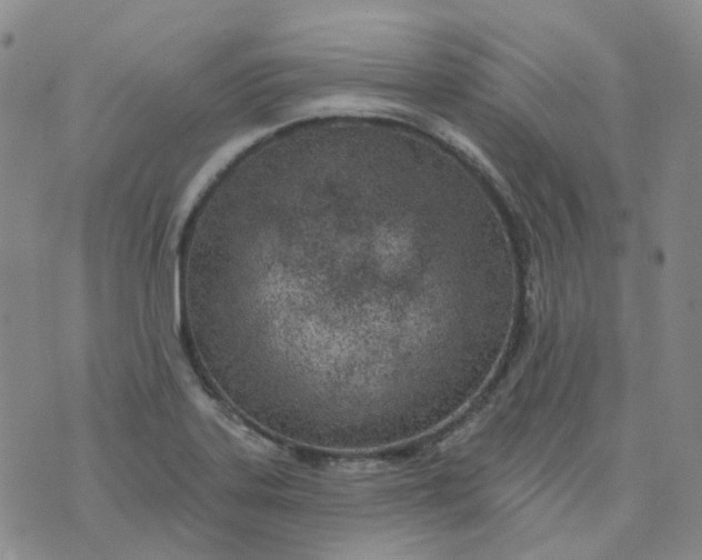 X0000073931323200609011824