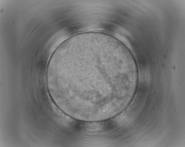 X0000073931338200609011825