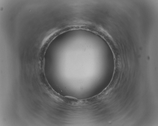 X0000073931352200609011824