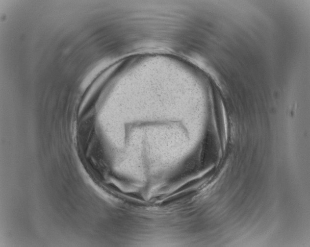 X0000073931383200609011823