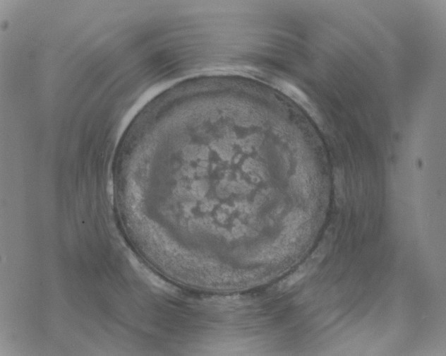 X0000073931428200609011823