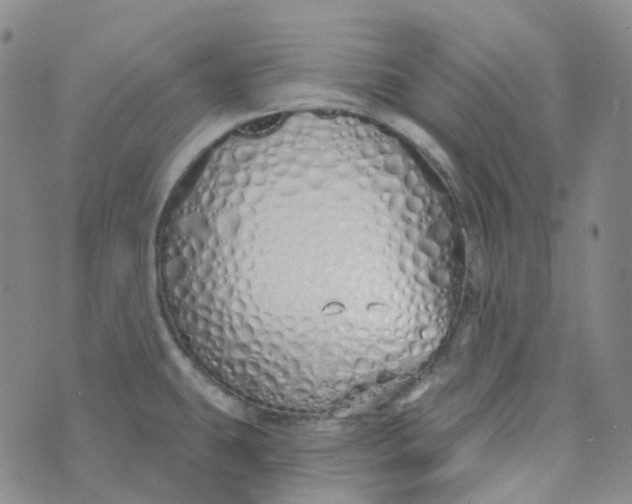 X0000073931431200609011823