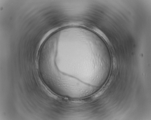 X0000073931436200609011823