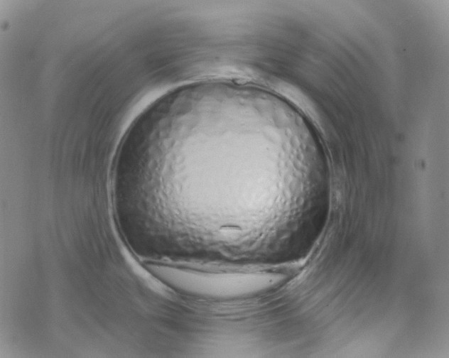 X0000073931439200609011823