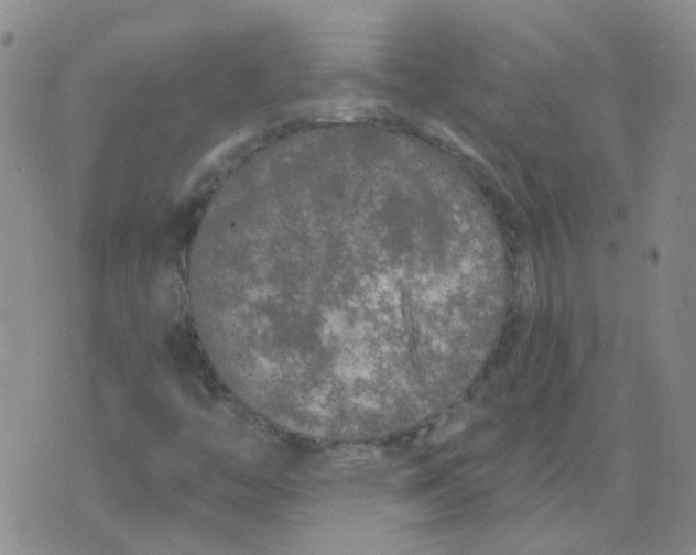 X0000073931446200609011822