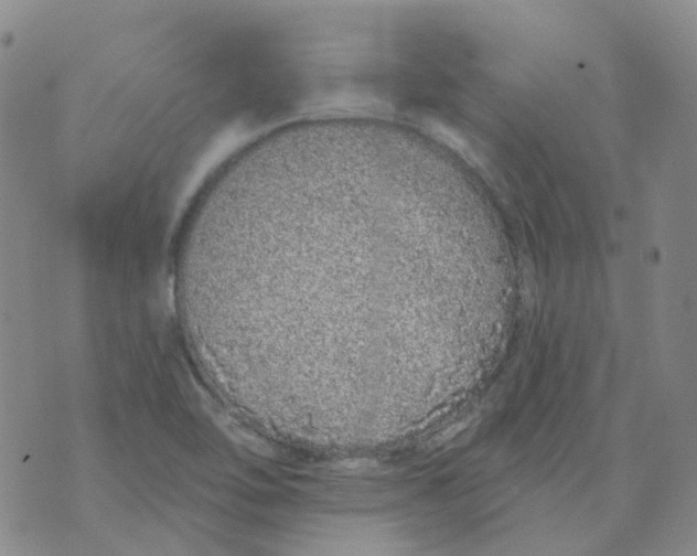 X0000073931462200609011822