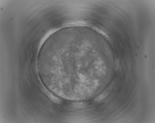 X0000073931470200609011822