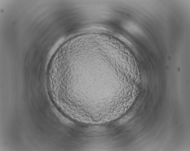 X0000073931478200609011822