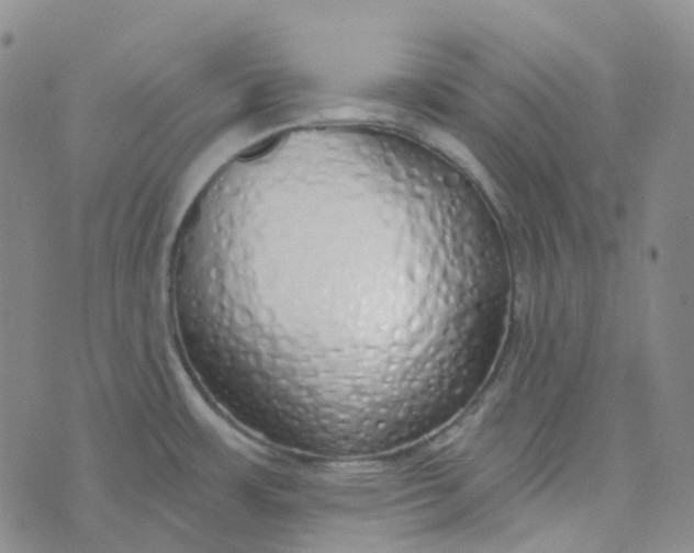 X0000073931483200609011822