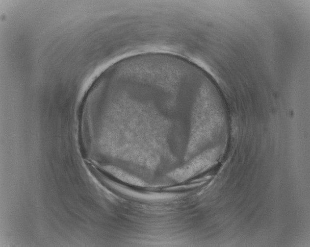 X0000073931508200609011821