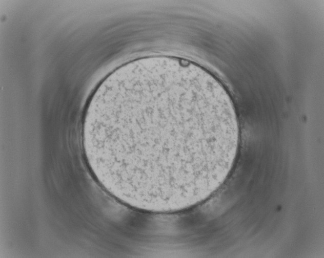 X0000073931514200609011821