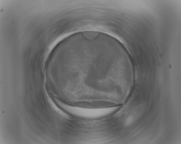 X0000073931515200609011821