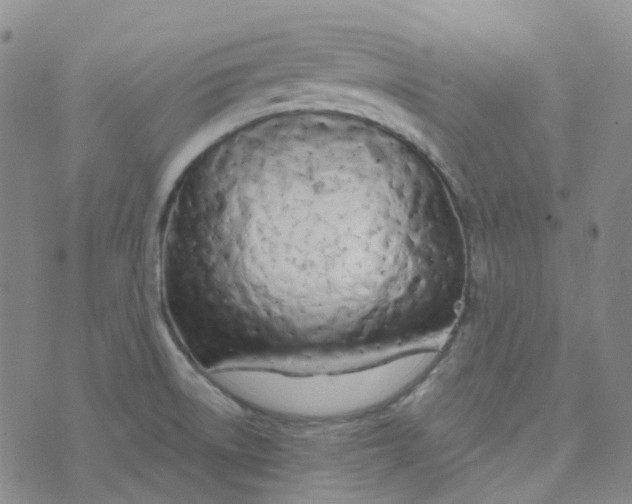 X0000073931522200609011821