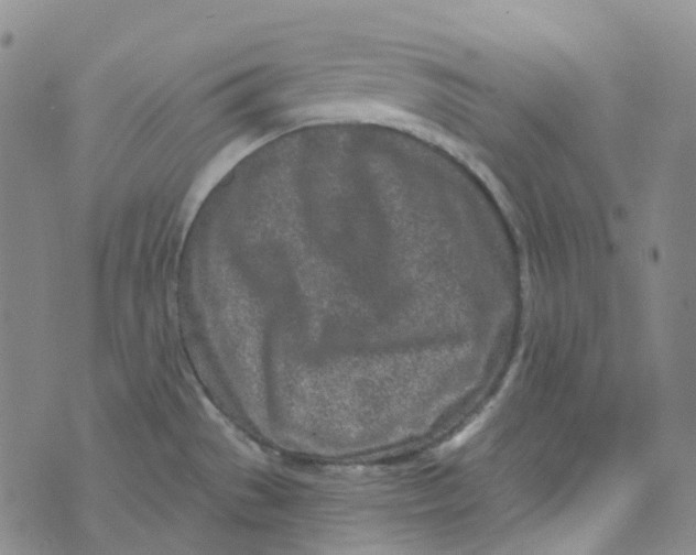 X0000073931529200609011821