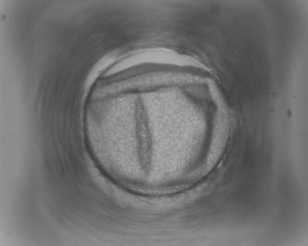 X0000073930006200609082314