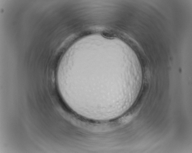 X0000073930024200609082314